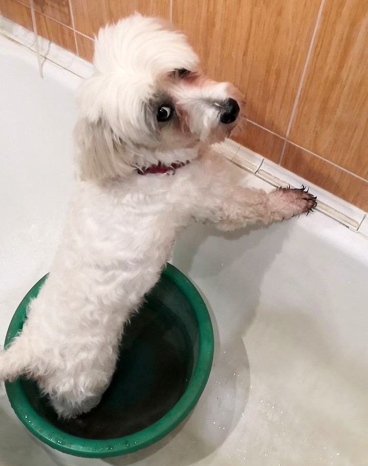 Ванны для мытья животных